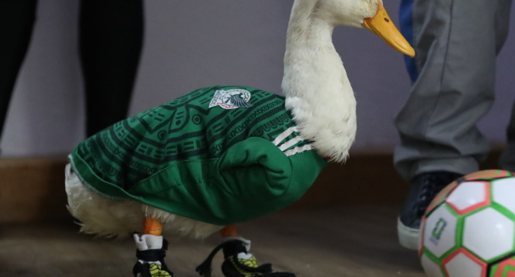 Le canard mascotte du Mexique reçoit les honneurs présidentiels