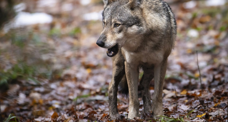 Les loups pourraient être abattus plus facilement