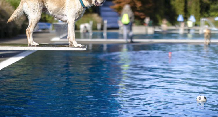 Les chiens prennent leurs quartiers dans les piscines zurichoises