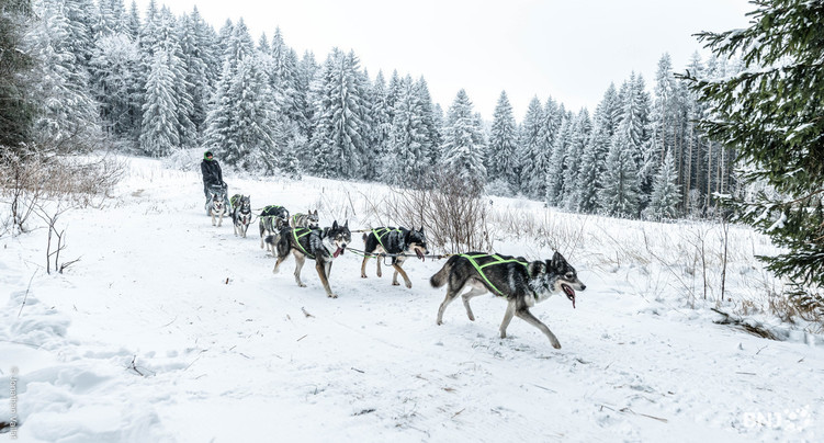 Les chiens de traîneaux repartent pour un tour de piste enneigée ou herbeuse