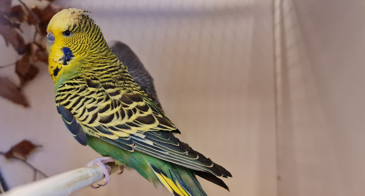 Des oiseaux par centaines à Cormoret