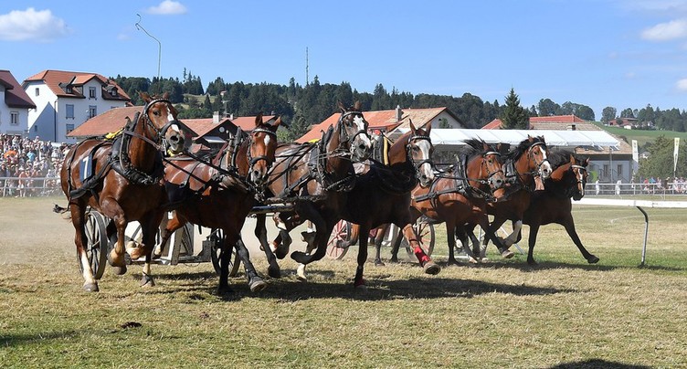 Les derniers détails du Marché-Concours