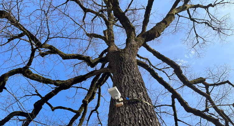 Un arbre connecté jonche la place de la Liberté à Delémont