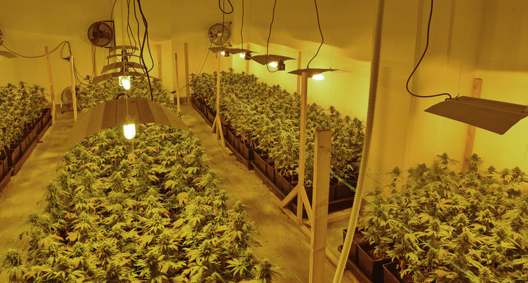 Découverte de milliers de plantes de marijuana à Berne