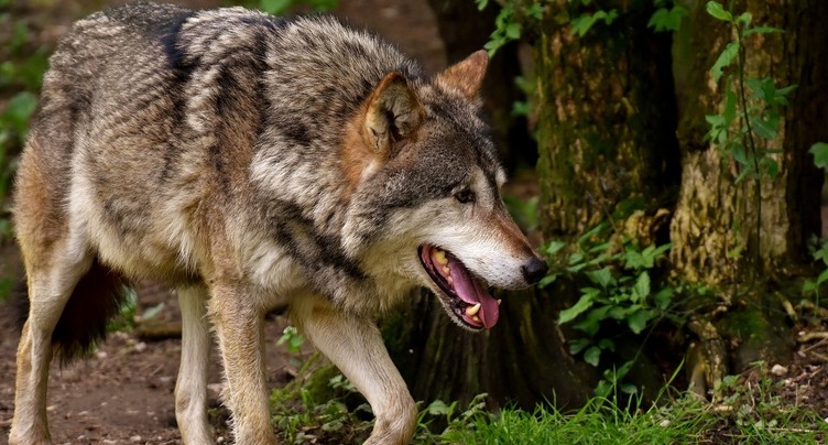 Loup : tirs d'effarouchement à l'examen à Neuchâtel
