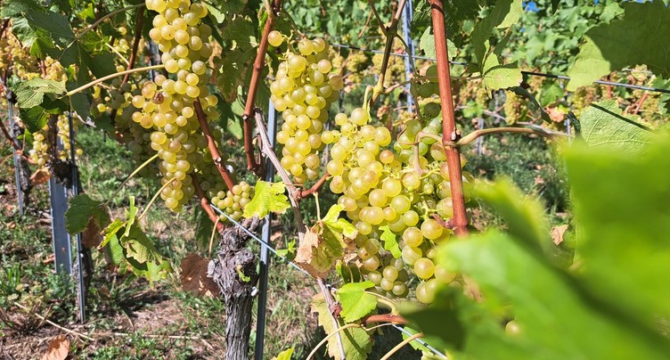 « Le dossier du lundi » : une réserve de vin AOC pour compenser les faibles récoltes