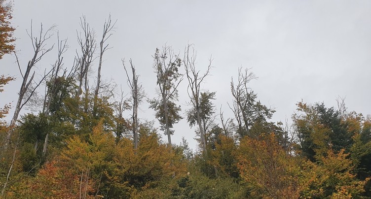 Attention aux chutes de branches dans les forêts jurassiennes