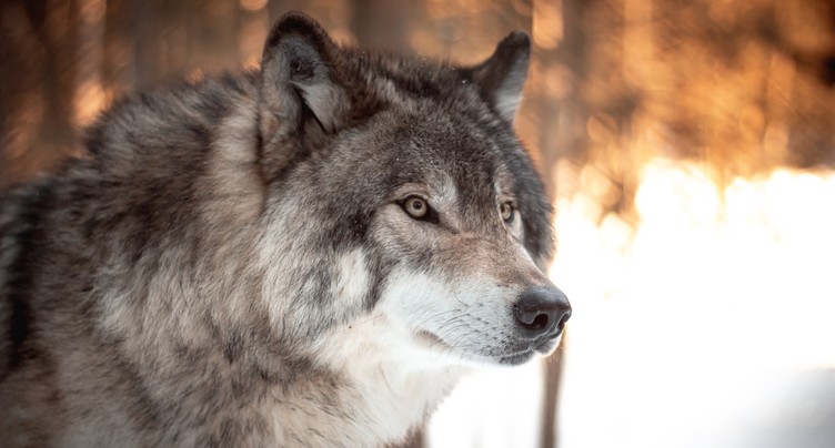 Une meute de loups dans les Montagnes neuchâteloises
