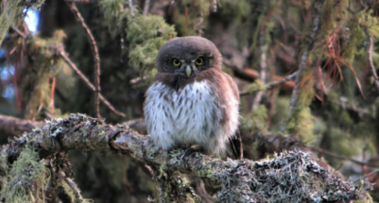 Des animaux s'invitent au château de Miécourt