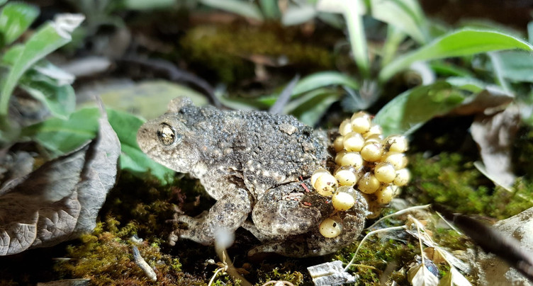 À Mettembert, un projet veut choyer le crapaud accoucheur