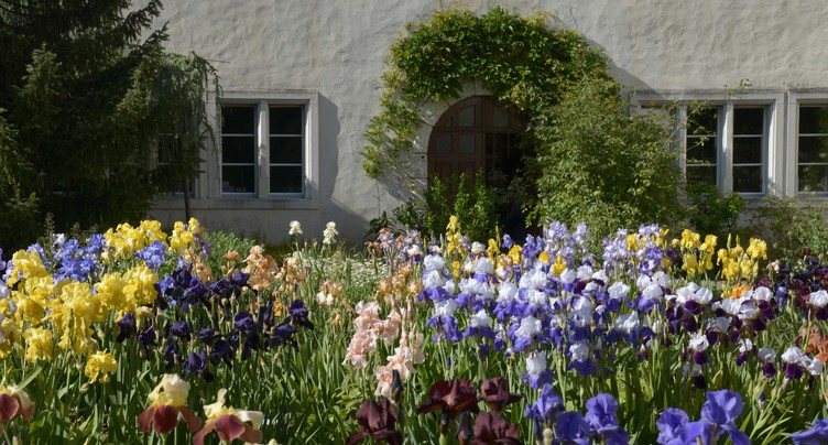 Iris et cactus en fleurs au Jardin botanique de Porrentruy