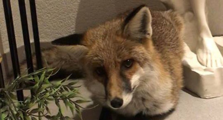 La police au secours d’un goupil