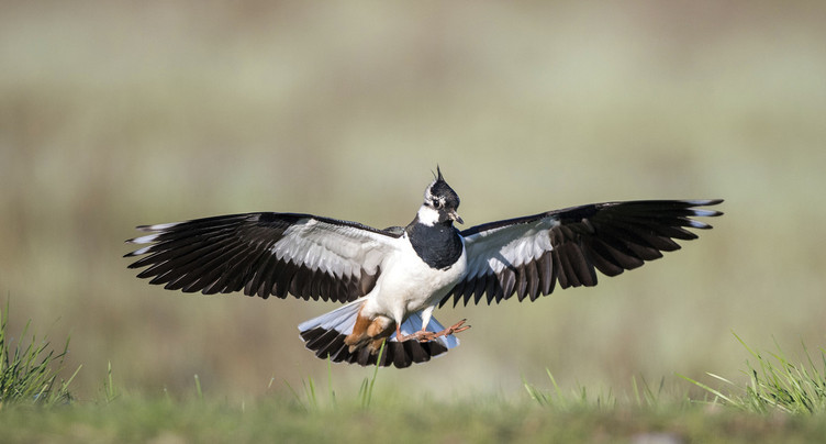 Oiseaux menacés