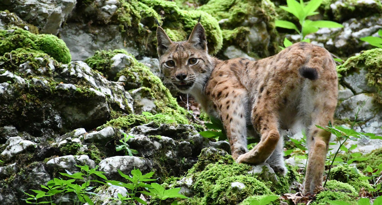 Le lynx en vedette à la Ferme Robert