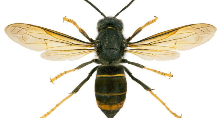 Le frelon asiatique identifié dans les Franches-Montagnes