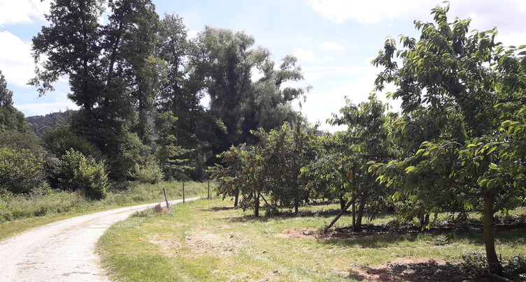 C’est le temps des cerises