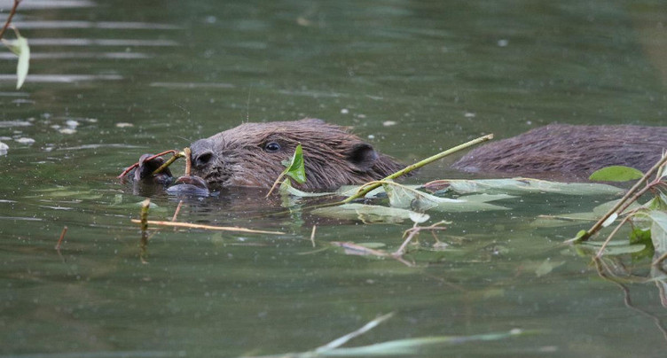 Le castor pâtit plus des inondations qu'il ne les aggrave