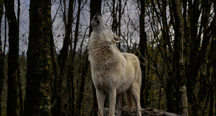 A l’écoute des vocalises des loups à l'Université de Neuchâtel