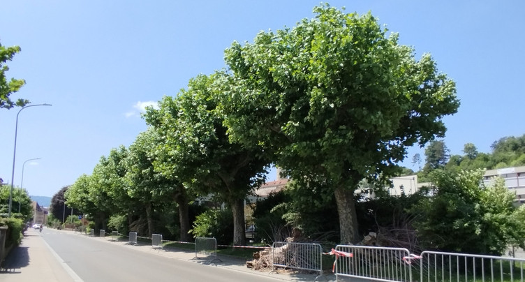 Les platanes de Stockmar ne connaissent pas encore leur sort