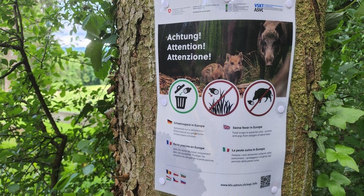 Une campagne de prévention contre la peste porcine dans les forêts jurassiennes