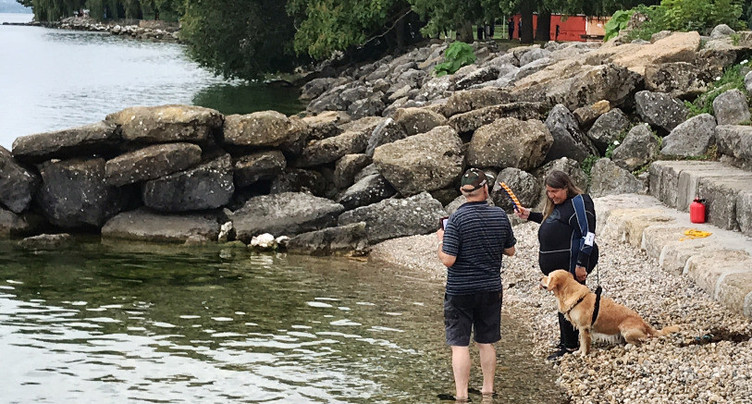 Chiens à l’eau