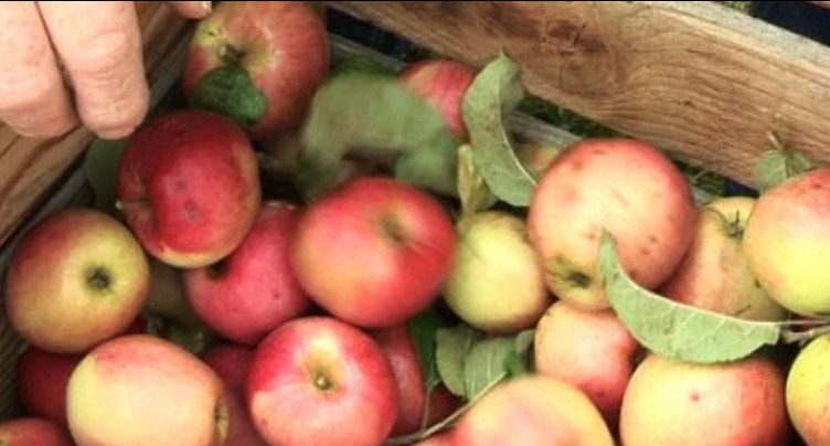 Les jus de pomme jurassiens ont la cote
