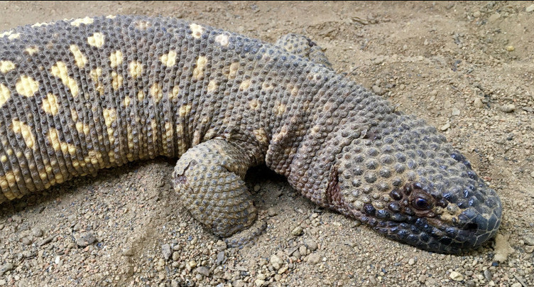 Un lézard venimeux investit le Vivarium de La Chaux-de-Fonds