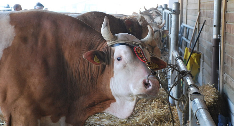 Un taureau agressif en fuite à Montalchez