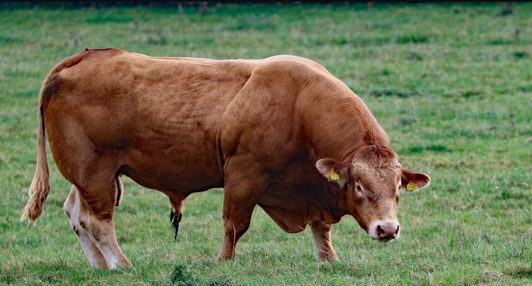Taureau en fuite retrouvé