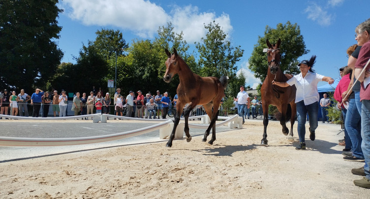 Les plus beaux poulains s’exhibent une dernière fois avant le Marché-Concours