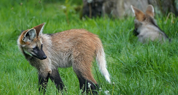 Une meute de loups dans les Montagnes neuchâteloises