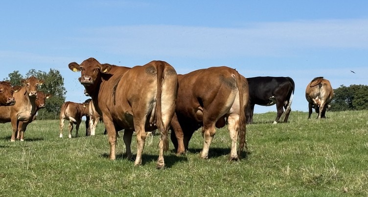 Troupeau à l’abandon dans la vallée de La Brévine