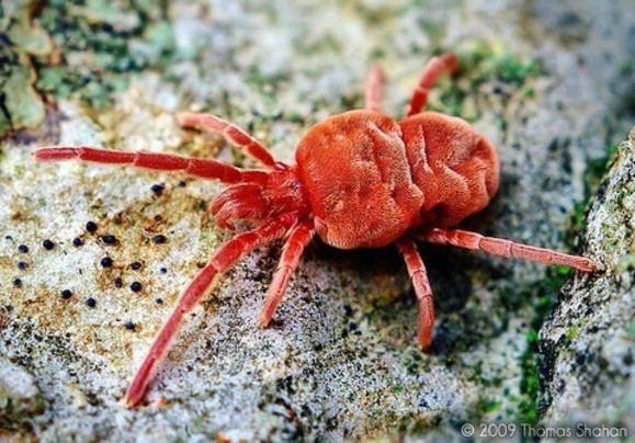 Les aoûtats, une minuscule larve rouge bête noire de l’été
