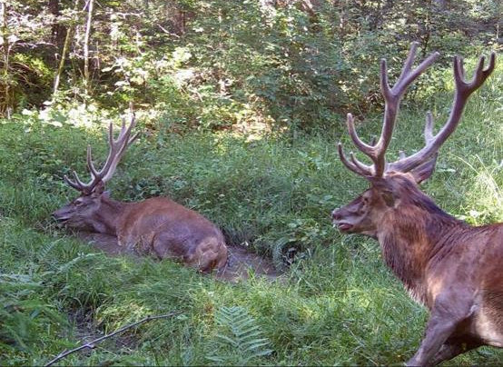 Le canton de Neuchâtel autorise la réduction ciblée de la population de cerfs