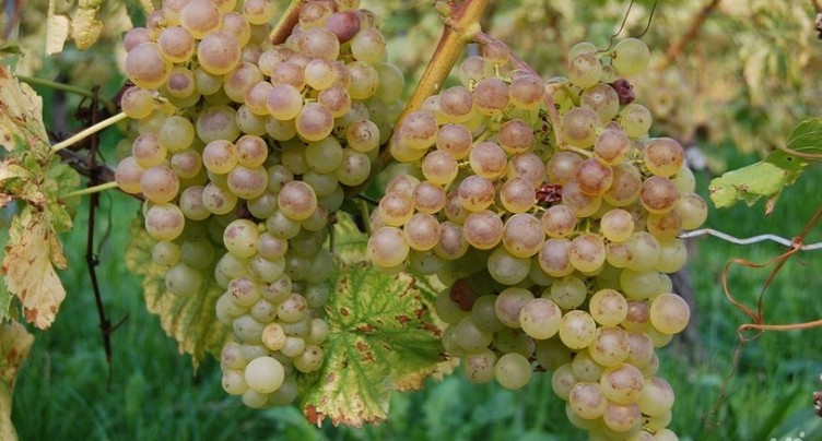 Champagne: une AOC contraire aux accords bilatéraux