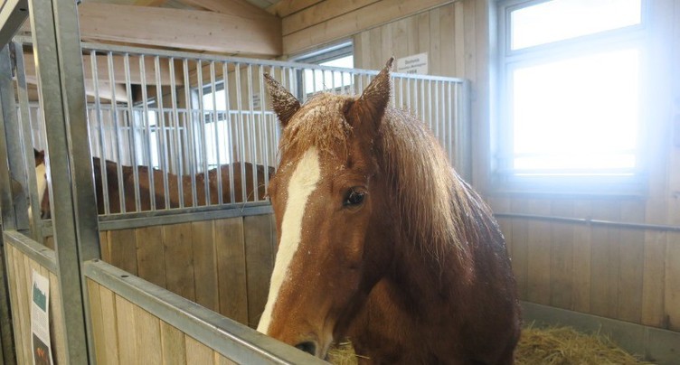 Un nouveau home pour chevaux en projet aux Bois