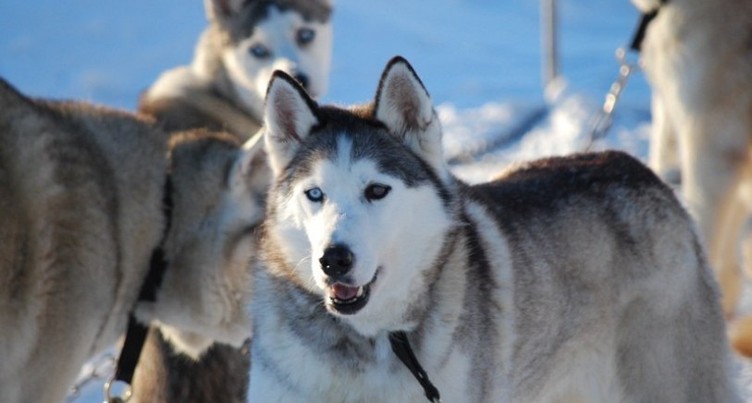 Feu vert pour les courses de chiens de traîneaux à Saignelégier