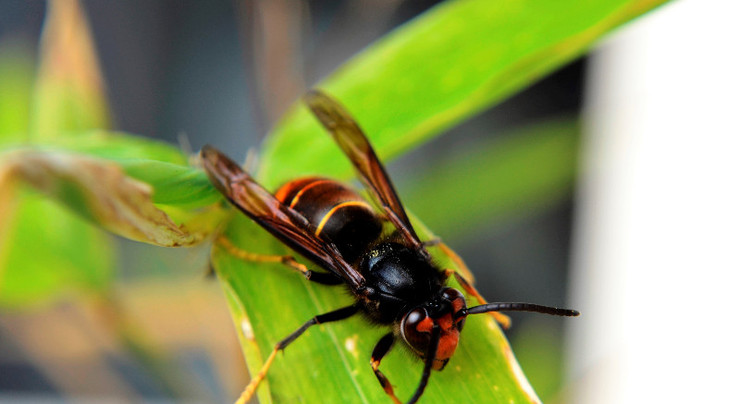 Appel à la vigilance concernant le frelon asiatique