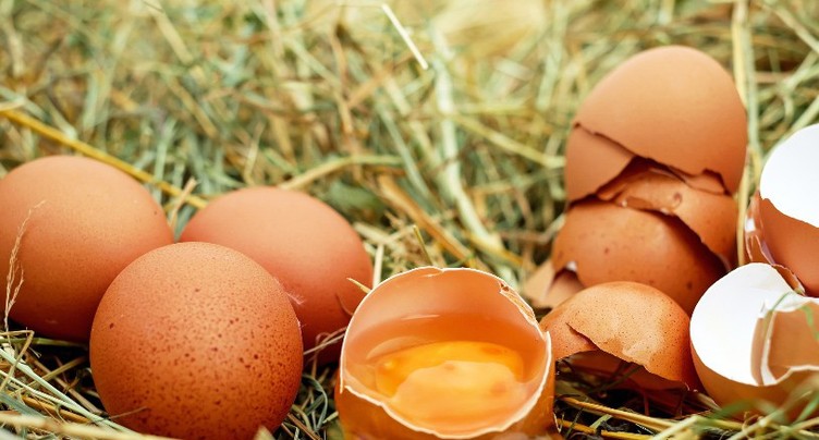 Un défi pour mettre fin au gaspillage des oeufs