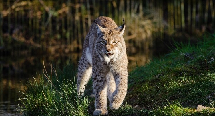 Le lynx abattu à Colombier était gravement malade