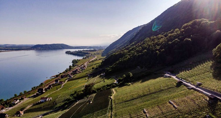 Dans les dossiers : les vignerons du lac de Bienne sous pression