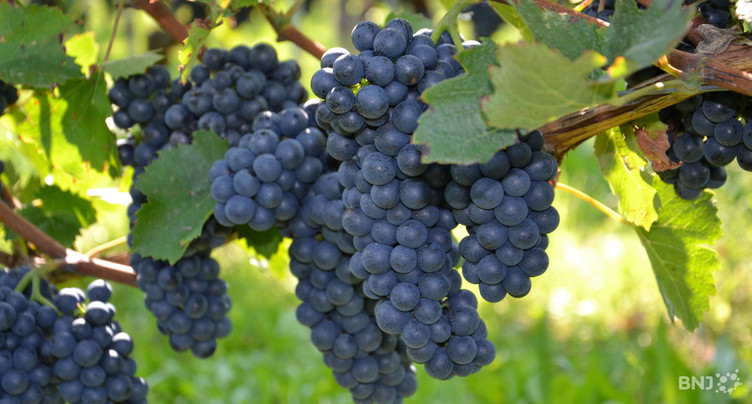 Les vignerons neuchâtelois se mobilisent face à la concurrence internationale