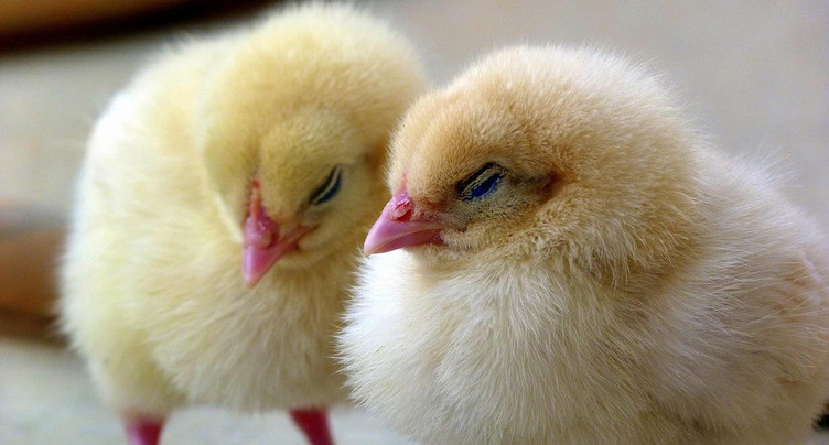 Feu vert à un projet de poussinière à Alle