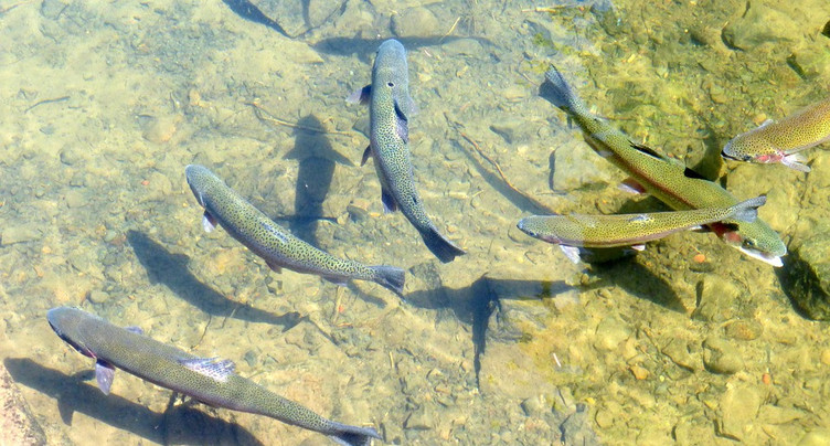 Une brochure pour améliorer la survie des poissons