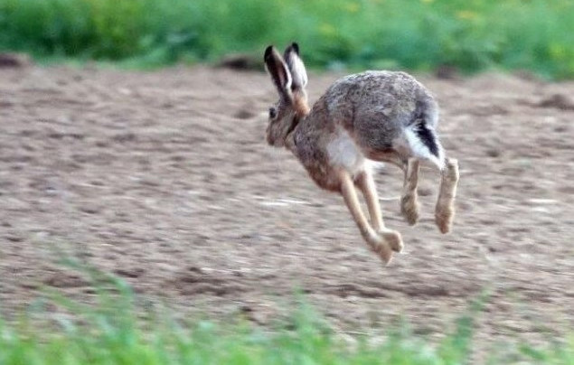 Les effectifs de lièvres bruns sont encore bien insuffisants dans le Jura