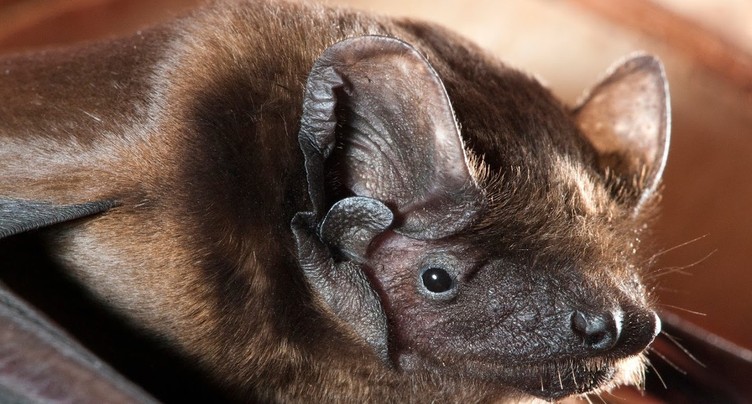 Les chauves-souris s'installent à la Presta