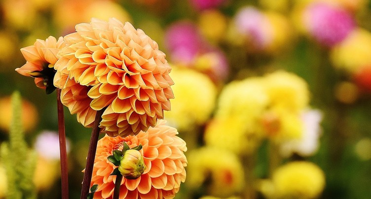 La culture du dahlia