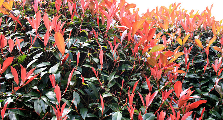 Les changements climatiques sont visibles dans nos jardins