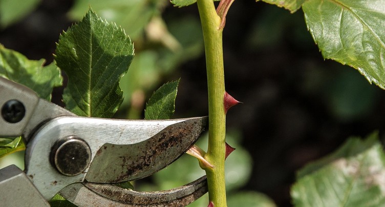 La taille des arbres et des arbustes