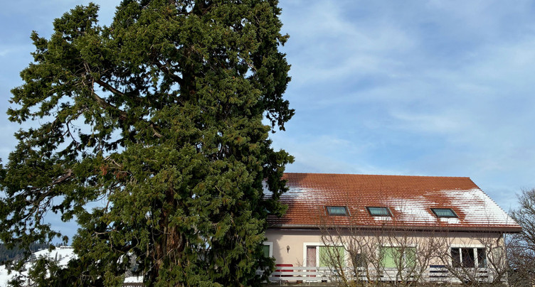 Un guide pour découvrir les plus beaux arbres de La Chaux-de-Fonds